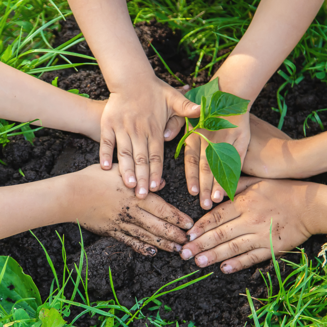 Multiple hands from community members coming together around a young green plant growing in rich soil, symbolizing collaborative community building and environmental stewardship at Blue Quill Development