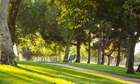 Beautiful tree-lined pathway with mature trees creating a natural canopy over a peaceful walkway, showcasing the green spaces and pedestrian-friendly design planned for Blue Quill Development